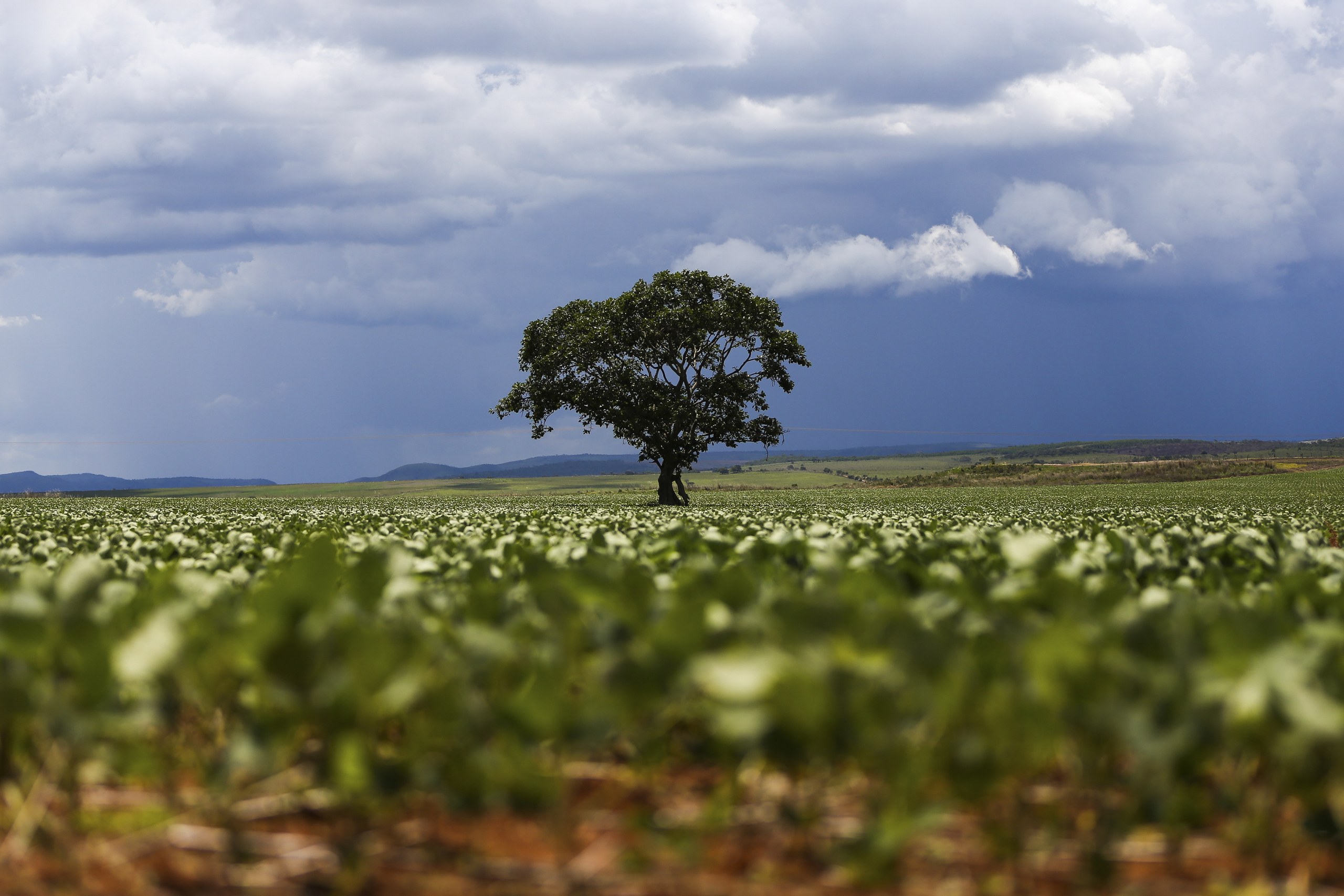 Uma árvore solitária no centro de um campo de plantação verde sob um céu nublado e escuro.