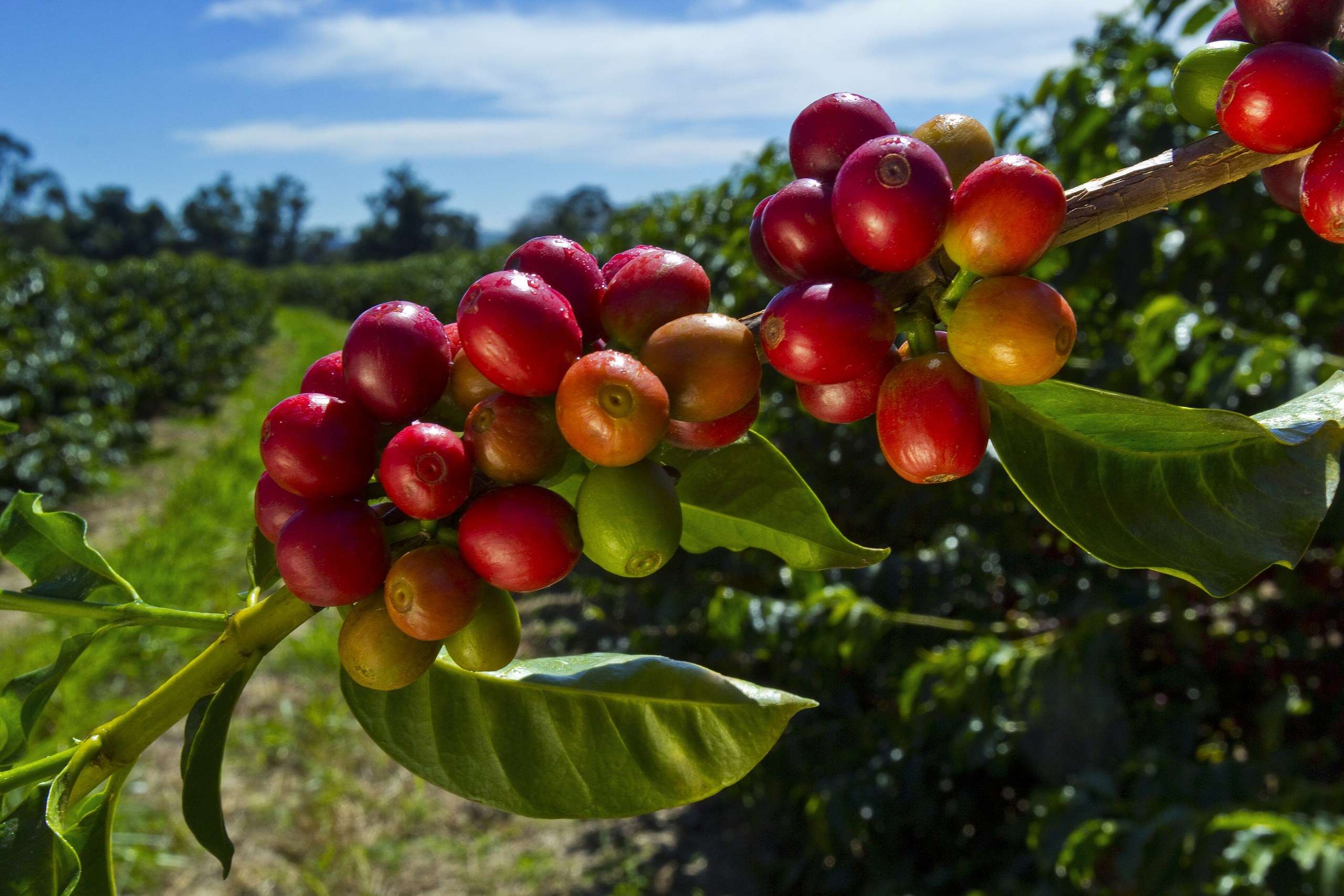 Grãos de café em diferentes estágios de maturação, variando entre verde e vermelho, presos a um galho com folhas verdes em uma plantação.