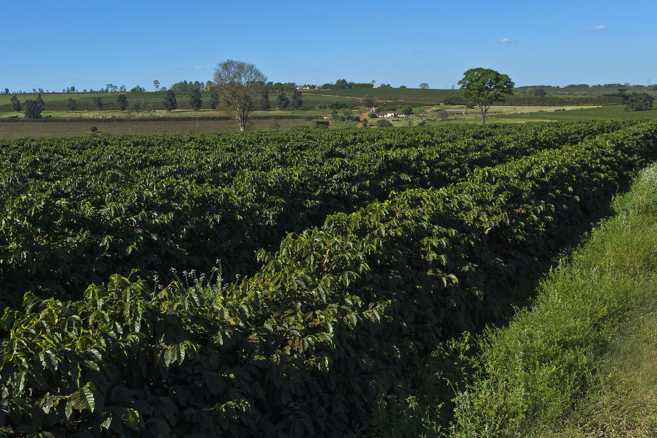 Plantação de café com fileiras de arbustos verdes sob céu azul, com árvores e colinas ao fundo em ambiente rural.