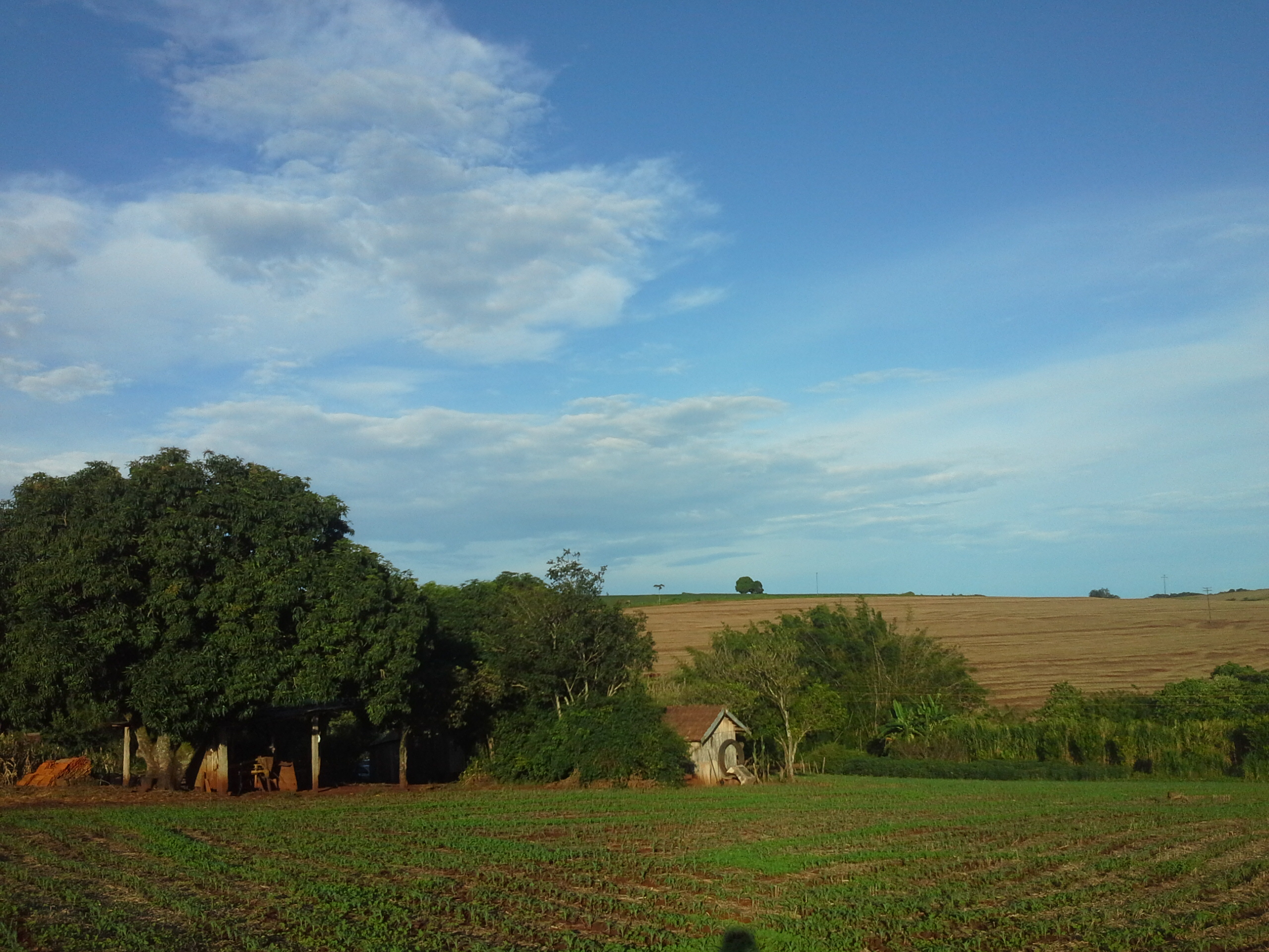 Uma paisagem rural com plantação em primeiro plano, árvores frondosas e uma pequena construção ao fundo sob um céu azul com nuvens.