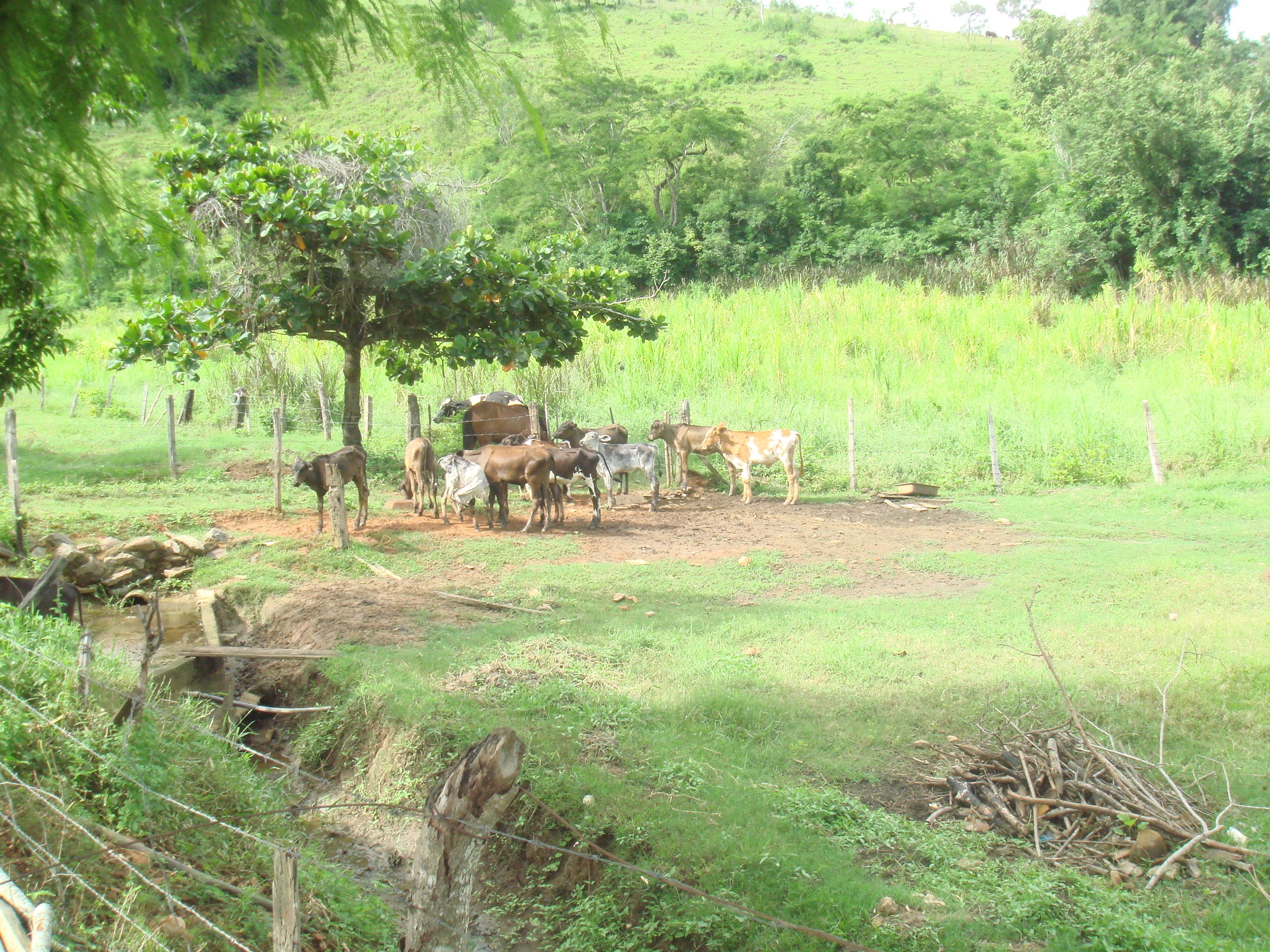 Um grupo de vacas pasta em um campo aberto com grama verde, sob a sombra de uma árvore, em ambiente rural.